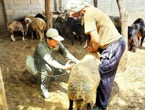 واکسیناسیون سراسری دام‌ها بر علیه بیماری تب برفکی در استان بوشهر