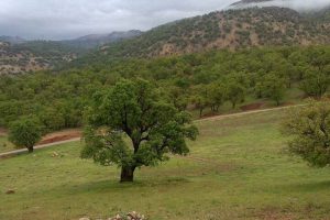 «شوکه»قاتل‌ خاموش جنگل های بلوط ایلام