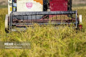 برداشت برنج‌در سطح ۳۳۰۰ هکتار از اراضی ایلام آغاز شد