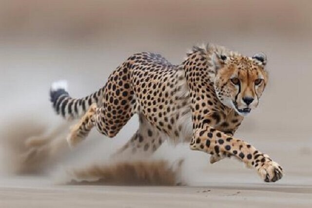 ثبت تصویری ۵ قلاده یوزپلنگ آسیایی در حیات‌وحش میاندشت خراسان شمالی