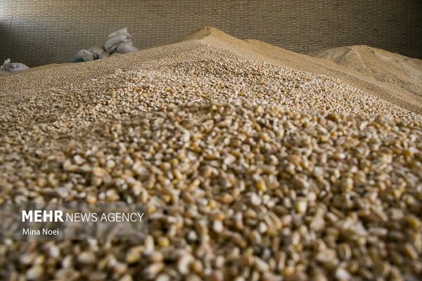 قوه قضائیه بحران نهاده‌های دامی را با رویکرد نظارتی دنبال می‌کند