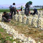 صادرات پیاز با کاهش پایه ارزی تسهیل شد