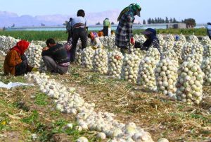 صادرات پیاز با کاهش پایه ارزی تسهیل شد