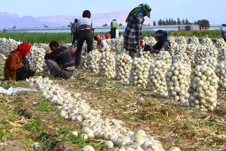 صادرات پیاز با کاهش پایه ارزی تسهیل شد