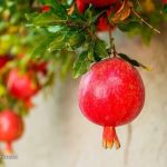 عملیات نوسازی و اصلاح ساختاری درختان در شهرستان اشکذر