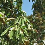 پیش‌بینی برداشت ۱۴ هزار تن بادام در آذربایجان شرقی