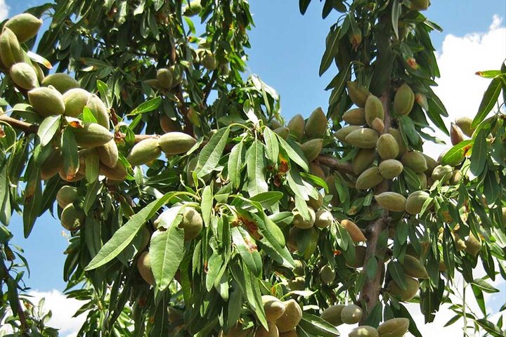 پیش‌بینی برداشت ۱۴ هزار تن بادام در آذربایجان شرقی
